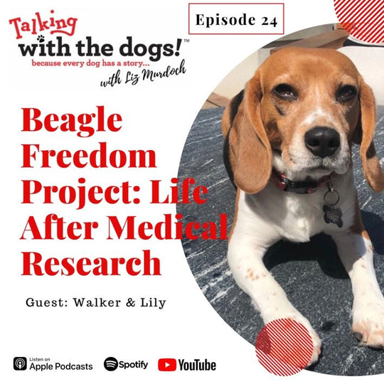 Ep. 24 - Beagle Freedom Project Meets Walker